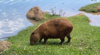 Capybara Enzymes: A Novel Solution for Agroindustrial Waste Valorization