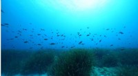 Seagrass Meadows: Hidden Carbon Stores in Marine Ecosystems