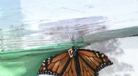 Tracking Monarch Migration: How Tiny Sensors Reveal Their Secrets