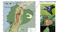 Biodiversity Monitoring: How Butterflies Track Ecosystem Health in Yasuní