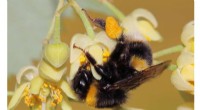 Bees Harness Natural Medicine: Parasite Defense Through Pollination