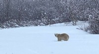 Rare Polar Bear Sighting in Canada: A Sign of Climate Change?