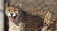 Rare Asiatic Cheetah Cubs Born in Iran – A Conservation Milestone
