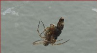 Spider Mating Ritual: Male Spiders Employ Extreme Evasion Tactics