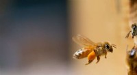 Honeybees & Number Sense: Uncovering Animal Cognition