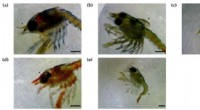 EMF Exposure Impacts Lobster Larval Development: A Marine Science Study
