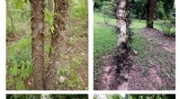 Spiny Tree Trunks: Natural Defense Against Mammalian Herbivores