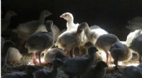 Colorado Confirms First Human Case of Avian Influenza (Bird Flu)