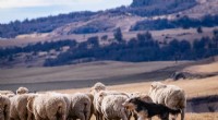 Patagonian Sheepdogs: Uncovering the Link to British Herding Dogs
