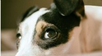 UK Dog Life Expectancy: Jack Russell Terriers Lead the Way