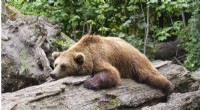 Bat and Bear Hibernation: Surprisingly Similar Metabolism - Research Findings
