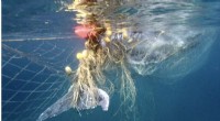 Humpback Whale Migration & Shark Nets: A Dangerous Collision on the East Coast