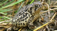 Genetic Diversity & Wyoming Toad Survival: A Critical Threat