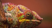 Reptile Extinction Crisis: Over 21% of Species at Risk