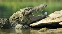 Crocodile Diet Shift Linked to Faster Recovery, Study Finds