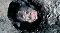 Brain Injury Prevention: Insights from Naked Mole Rats & Other Animals