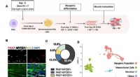 Single-Cell RNA Sequencing Reveals Key Proliferation Factors in Human Muscle Progenitor Cells