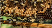 Extreme Heat Impacts Honeybee Fertility and Survival: A Look at the 2021 Canadian Heatwave