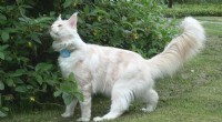 Cat Behavior: Study Reveals Typical Roaming Distance of Domestic Cats