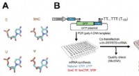 mRNA Therapeutics: New Chemical Markers for Future Therapies