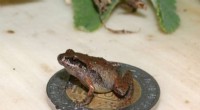 New Tiny Frog Species Discovered in Mexico: A Biodiversity Breakthrough