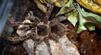 Illegal Online Trade of Endangered Insects & Spiders - A Growing Threat