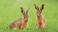 Myxoma Virus: How a Rabbit Disease Transformed Species - Research