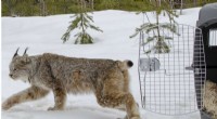 New Habitat Protection Plan for Canada Lynx Underway