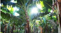 Impact of Root Systems on Soil Water Dynamics in Banana Plantations