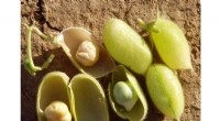 Major Genes Identified Controlling Chickpea Flowering Time