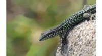 Rock Lizards: Unexpected Role in Mite-Borne Infection Transmission