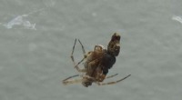 Spider Mating Behavior: Male Catapult Launch for Survival