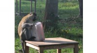 Monkey Strategies: How Vervets Outsmart Rivals for Food