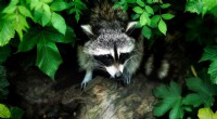 Urban Mammal Activity Shifts: Adapting to City Life