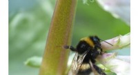 How Bean Cultivation Boosts Pollinators and Crop Yields