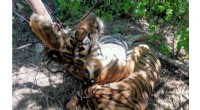 Critically Endangered Sumatran Tigers Killed by Traps in Indonesia