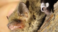 Nathusius Pipistrelle Sets New Bat Migration Distance Record
