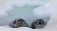 Weddell Seal Pups: How They Survive Freezing Antarctic Waters