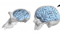 Unraveling Brain Evolution: How Anthropology & Neuropsychology Reveal Hominin Development