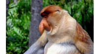 Impact of Ecotourism on Primate Behavior: A New Study