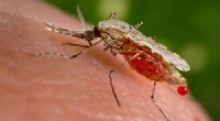 Mosquito Insecticide Resistance in South Africa: A Growing Concern