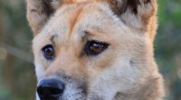Dingoes: Unveiling the Genetic Link Between Wolves and Dogs