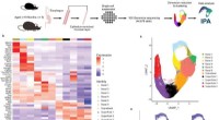 Mapping Esophageal Tissue: Uncovering Cellular Diversity in Esophageal Epithelium