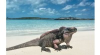 Ecotourism Impacts: Sugar-Sweetened Diets Threaten Rare Iguanas