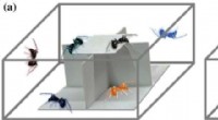 Jumping Spiders Show Reduced Aggression When Seeing Their Reflections