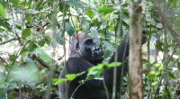 Gabon Reopens National Park for Great Ape Tourism and Conservation