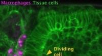 Immune Cell Entry into Tissues: Understanding Cell Division