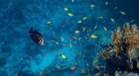 Environmental DNA Reveals Hidden Reef Biodiversity