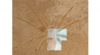 UV Microscopy Reveals Secrets of Ancient Spider Fossil Preservation in France