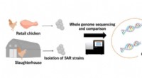 Foodborne Pathogen: Investigating Contamination Routes of *Staphylococcus argenteus*